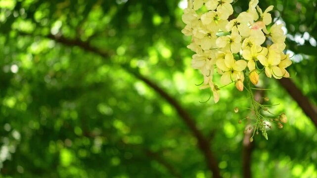 Beautiful clusters of Rainbow Shower Tree flowers blooming swaying in garden