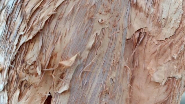 Macro close up of peeling paperbark tree trunk texture showing organic layered fibers on a weathered wood surface