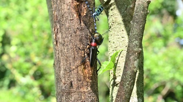同じ木で遭遇する特定外来生物クビアカツヤカミキリと在来種ルリボシカミキリ（外来種問題・生態系）