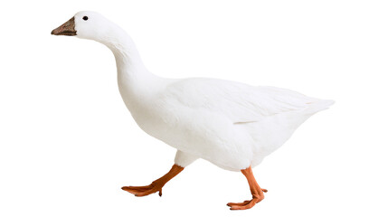 White goose with orange feet walking, isolated on transparent background © STUDIOP