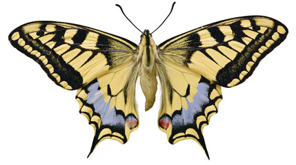 Yellow and black swallowtail butterfly with blue and red markings, isolated on transparent background © STUDIOP
