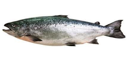 Fototapeta premium Whole raw salmon fish with silver scales and dark spots, isolated on transparent background