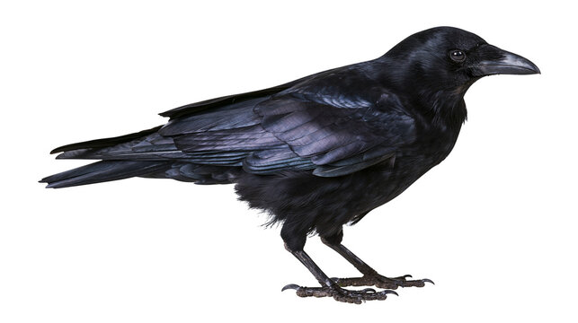 Black crow bird with dark iridescent feathers, isolated on transparent background