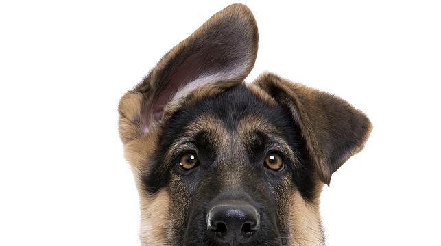German Shepherd puppy with one ear up, isolated on transparent background