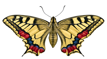 Yellow and black butterfly with red and blue markings, isolated on transparent background © STUDIOP