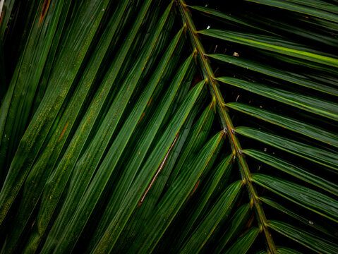 Close-up macro texture of tropical palm leaf surface with orange rust spots and diagonal green stripes pattern in natural light