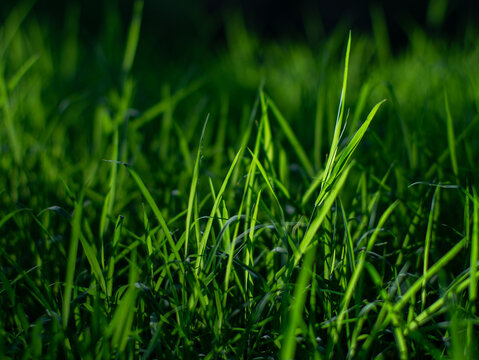  Close-up low angle view of lush dark green wild grass field with sunlight and shadow pattern in tropical urban park