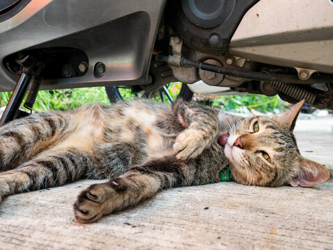Tabby Street Cat with Bell Collar Sleeping Under Motorcycle, Adorable Urban Stray Cat