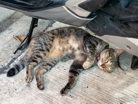 Playful Tabby Cat Rolling on Back Under Motorcycle Looking at Camera, Bangkok Street Cat