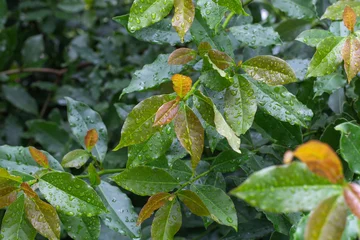 Wet green and brown laurel leaves with raindrops © Elena