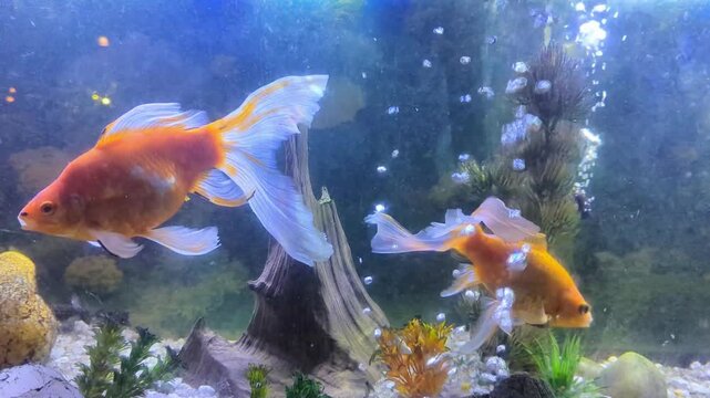 gold fish pets swimming around in the naturally decorated aquarium with water bubbles coming out from the filter 
