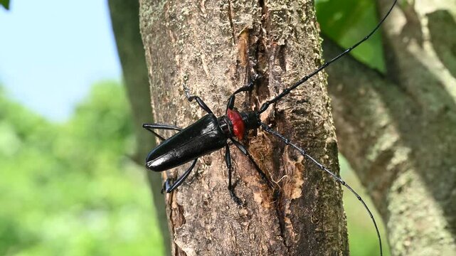 食害をする特定外来生物のクビアカツヤカミキリ