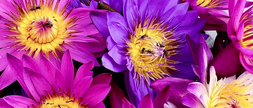 Macro shot of active bees gathering nectar and pollen inside a vibrant blooming colorful lotus flowers water lily.