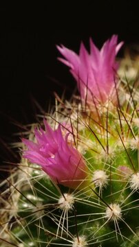 Macro time-lapse of colorful cactus blossom, showing delicate petal movement.