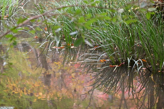 水面に映るカラフルな紅葉の影