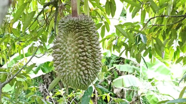 A single durian fruit, with its distinctive spiky rind, hangs from a thick stem on a branch in a humid tropical rainforest.