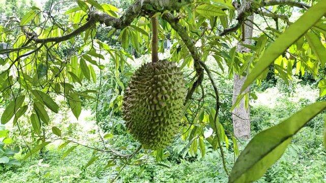 A single durian fruit, with its distinctive spiky rind, hangs from a thick stem on a branch in a humid tropical rainforest.