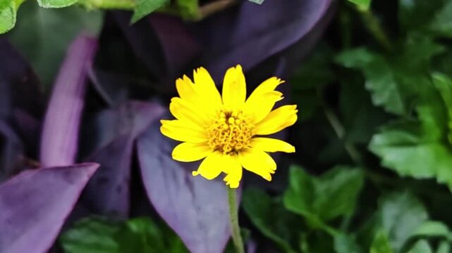 Beautiful macro video of a yellow Mexican sunflower (Tithonia). Bright sunlight illuminates the intricate petals and core as they gently sway in the breeze.