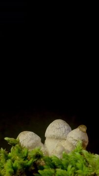 Macro time-lapse of wild mushrooms emerging from the forest floor and moss.