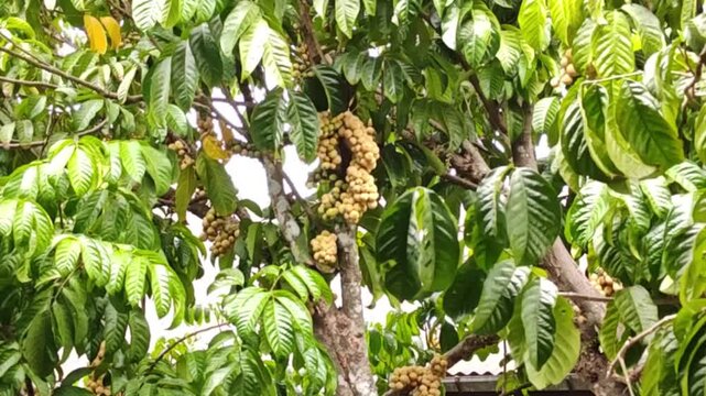  Video of ripe longan fruit hanging from tropical tree branches, bathed in soft natural sunlight, reveals its freshness, showcasing tropical agriculture and nature.