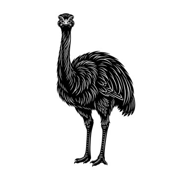 Black rhea bird standing in natural habitat. Flightless South American ostrich-like avian illustration for wildlife design.