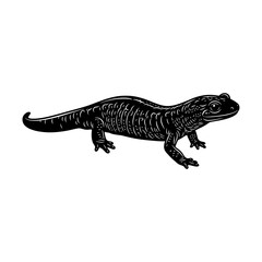 Fototapeta premium Black salamander walking on white background. Dark amphibian reptile isolated illustration for science and nature projects.