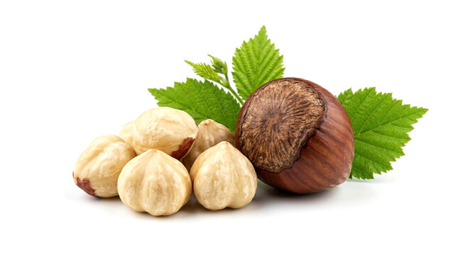Fresh Hazelnuts with Green Leaves Isolated on White Background