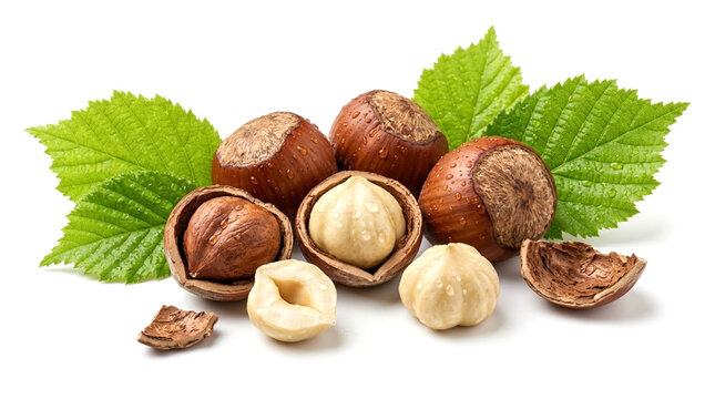 Fresh Hazelnuts with Green Leaves and Water Droplets Isolated on White Background