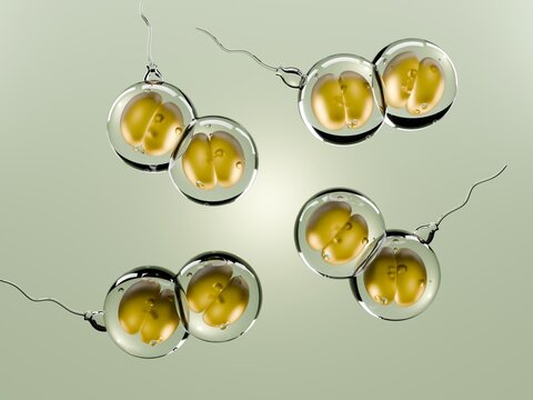 Illustration of multiple preserved egg cells for IVF, fertility treatment, and reproductive health education.