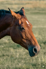 Fototapeta premium Close-up portrait of brown horse grazing in summer pasture