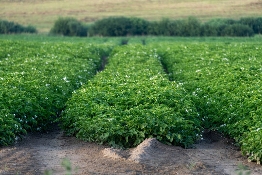 Flowering potato crop growing in cultivated summer field