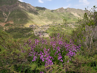 Obraz premium Purple wildflowers bloom on a hillside overlooking a spring mountain village nestled among green slopes and rugged peaks. 📍 Kamalla village, Hawraman Takht, Kurdistan 