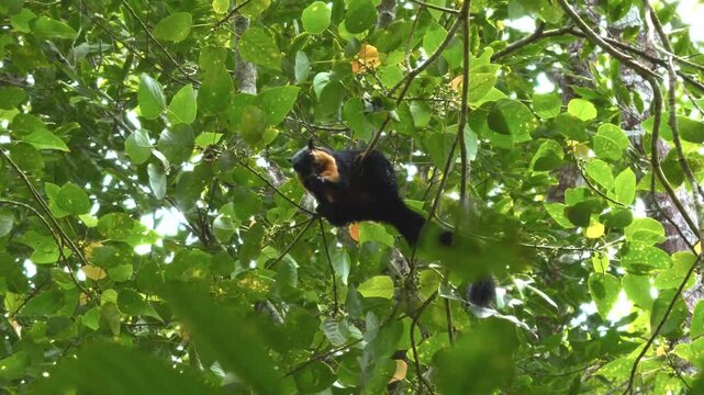 A wide shot tracking a Black Giant Squirrel as it stretches out along a branch to reach for fresh leaves and fruit high in a dense tree canopy.