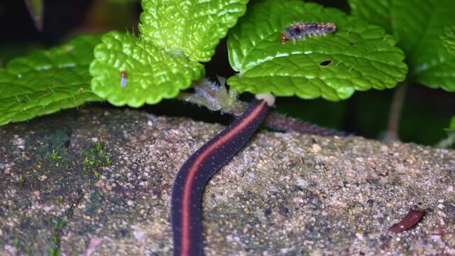 A close-up macro shot of a legless terrestrial flatworm featuring a distinctive red dorsal stripe gliding smoothly across a damp, mossy stone surface.