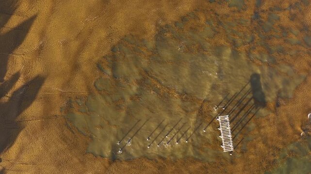 Descending top-down drone view of shallow sea covered with floating sargassum while a pelican repeatedly dives into the water, capturing marine wildlife behavior and seaweed accumulation.
