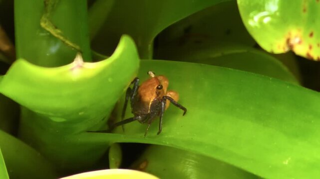 A macro shot of a small terrestrial Geosesarma crab (Vampire Crab) featuring bright yellow-orange markings sitting inside a vibrant green bromeliad plant.