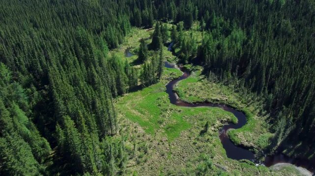 Aerial view of a winding forest creek in Alberta, Canada during summer