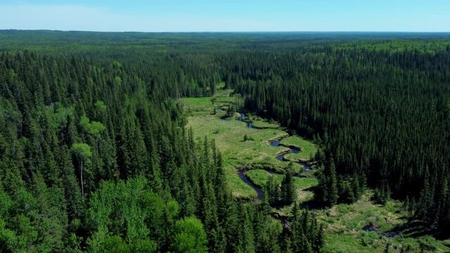 Aerial view of a winding creek surrounded by Alberta forest in summer, Canada