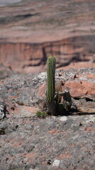 cactus in the desert © Nahin