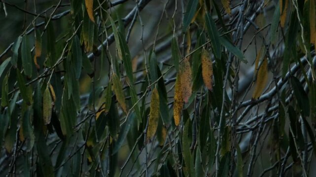 Dark and moody scene of a willow tree's foliage as it turns yellow in the winter