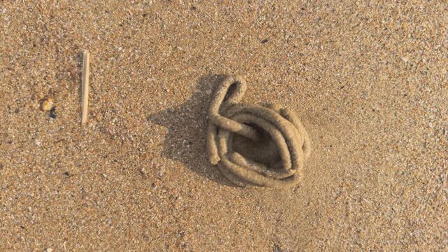 Close-up top-down view of a lugworm (arenicola marina) expelling a sand cast from its burrow on a golden beach in san felice circeo, italy