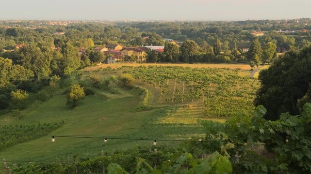 Golden hour sunlight moving over a beautiful green vineyard in the italian countryside of montevecchia, lombardy, with rolling hills