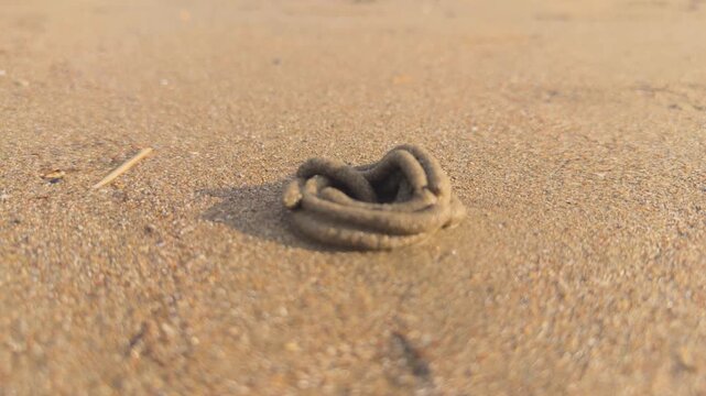 Close-up view of a lugworm cast on the wet sand of a beach. The small waves of the incoming tide gently lap at the delicate structure