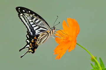 キバナコスモスの花蜜を吸うナミアゲハ(Asian Swallowtail)  © 水玉模様