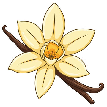 Vanilla flower with vanilla pod isolated on transparent background, vector illustration cartoon style