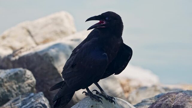 Close-up of a raven as it pants in the summer heat along Utah lake.
