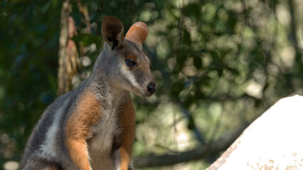 Swamp Wallaby Standing Alert in Sunny Australian Forest Habitat © blueringmedia