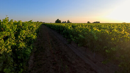 Obraz premium Lush Vineyard Rows at Sunset in Bordeaux France Landscape