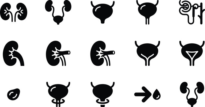 Set of urinary system icons, including kidneys, bladder, nephron, and urology symbols, designed in a clean, minimalist vector style for medical and healthcare applications