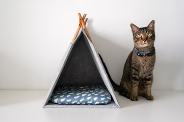 A tabby cat sits beside a stylish, grey felt pet teepee tent with a patterned cushion. © baramyou0708